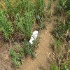 Plants: image 109 Of 117 Thumb